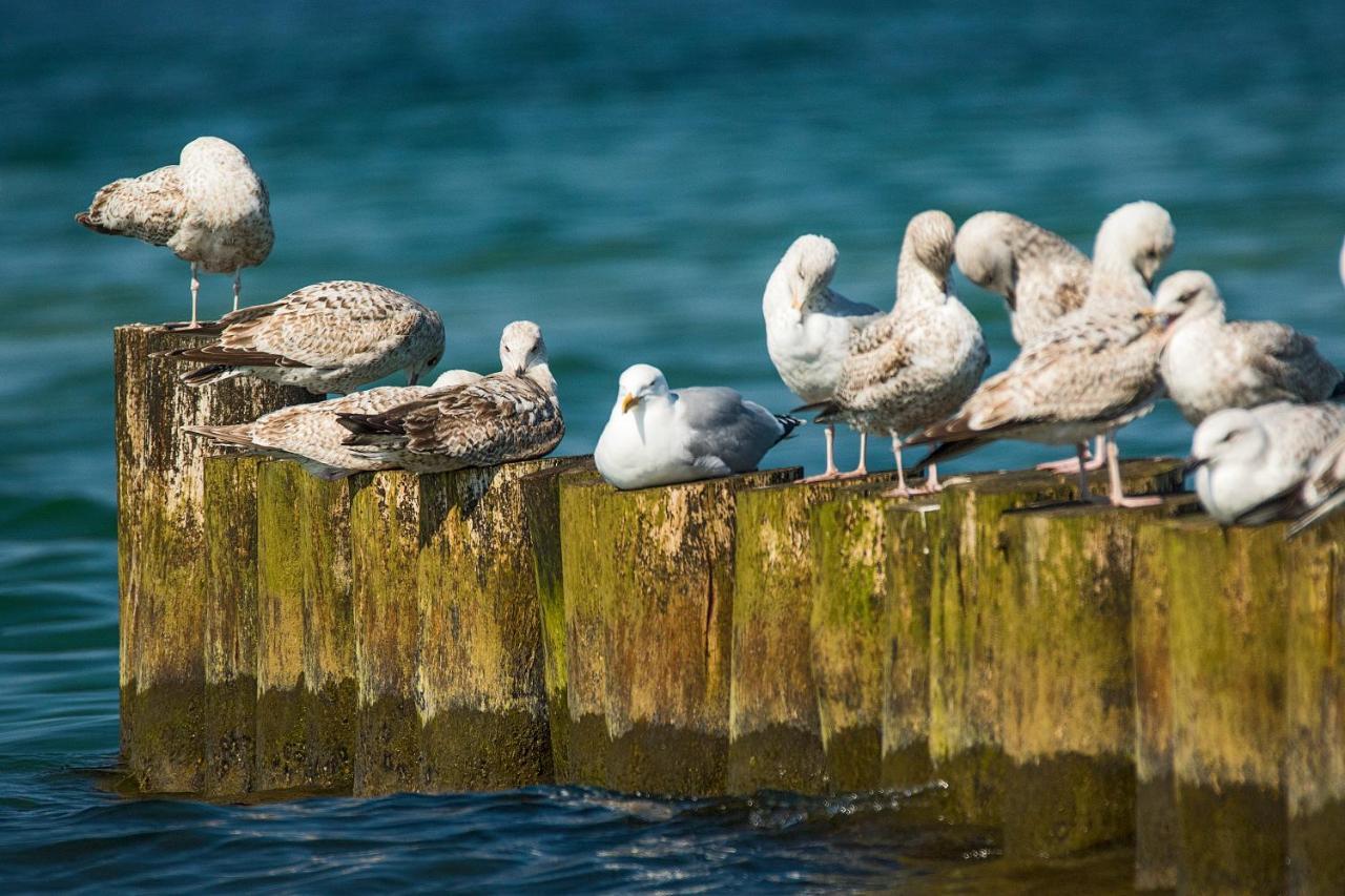 Fewo 1 Wiek auf Rügen المظهر الخارجي الصورة